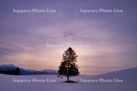 春よ来いの木