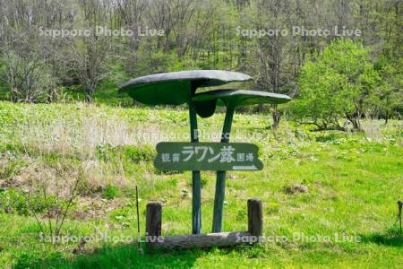 ラワン蕗圃場