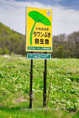 ラワンぶき自生地