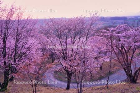 深山峠の桜