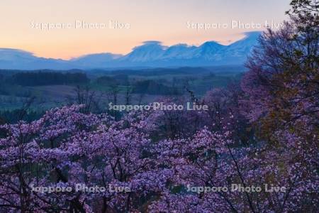 深山峠の桜