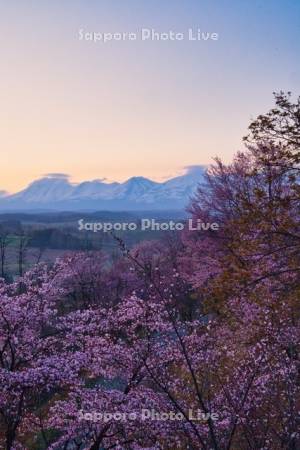 深山峠の桜