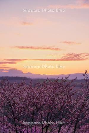 深山峠の桜