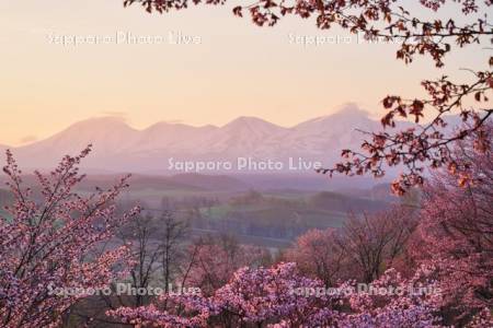 深山峠の桜