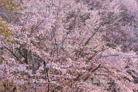 深山峠の桜