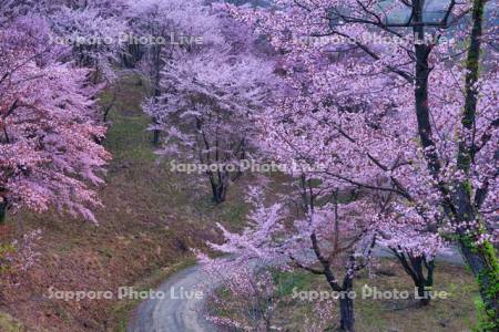 深山峠の桜