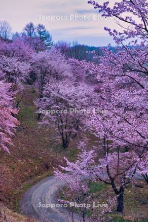 深山峠の桜