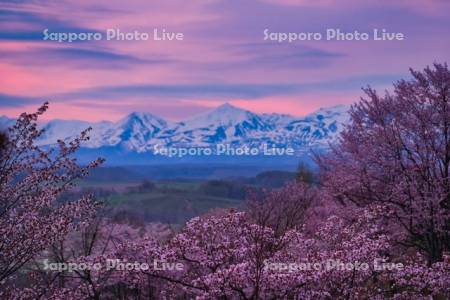 深山峠の桜