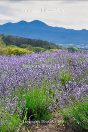 黒瀬ラベンダー園