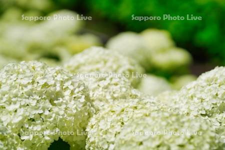 函館市　市民の森　アジサイ　アナベル