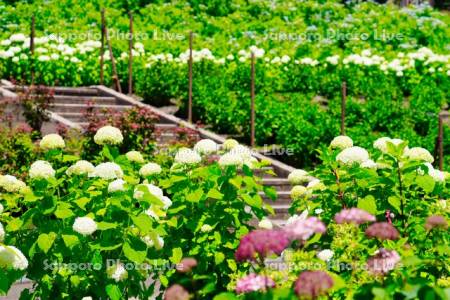 函館市　市民の森　アジサイ