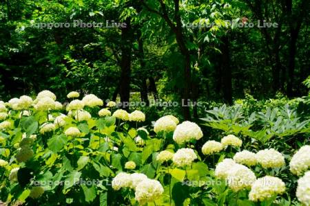 函館市　市民の森　アジサイ　アナベル