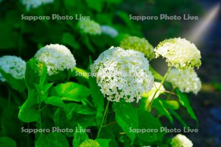 函館市　市民の森　アジサイ