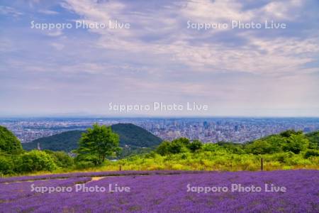 幌見峠ラベンダー園