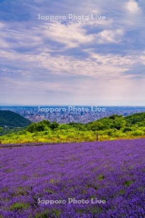 幌見峠ラベンダー園