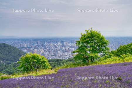 幌見峠ラベンダー園