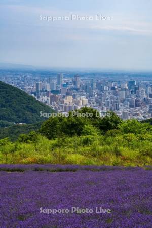 幌見峠ラベンダー園