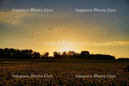 ひまわりの里夕景