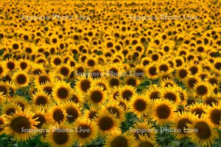 ひまわりの里夕景