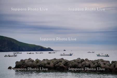 コンブ漁と霧多布岬