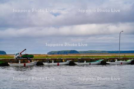 コンブの水揚げ