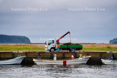 コンブの水揚げ