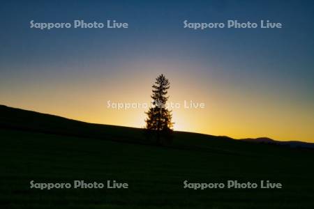 クリスマスツリーの木と夕日