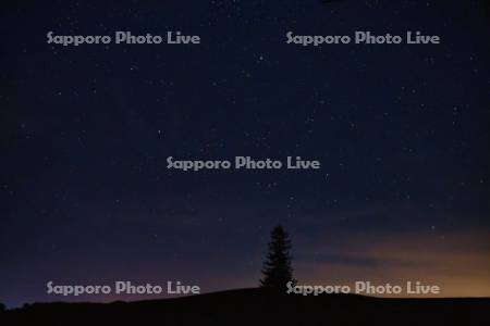 クリスマスツリーの木と星空