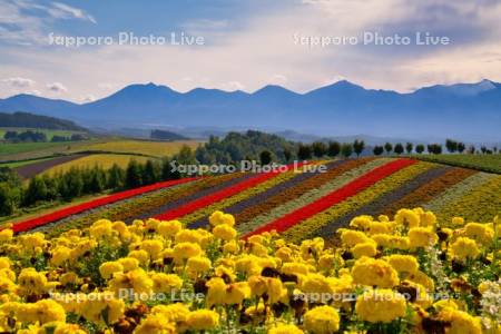 四季彩の丘と十勝岳連峰
