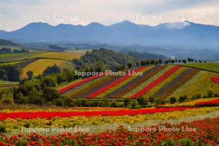 四季彩の丘と十勝岳連峰