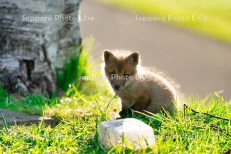 ゴミと子ぎつね　環境問題