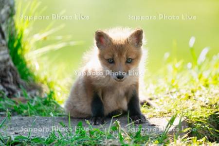 キタキツネ　子ぎつね