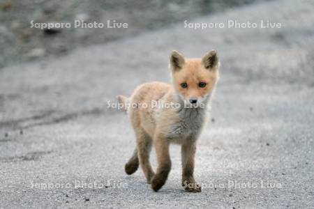 キタキツネ　子ぎつね