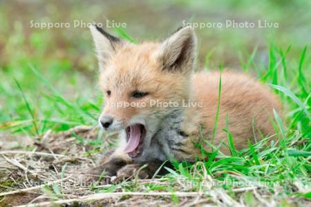 欠伸するキタキツネ　子ぎつね