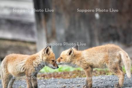 キタキツネ　子ぎつね