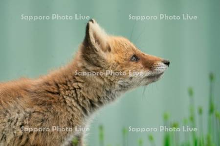キタキツネ　子ぎつね