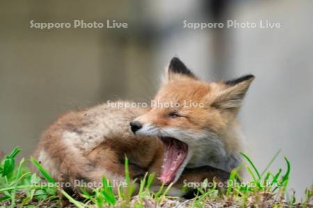 欠伸するキタキツネ　子ぎつね
