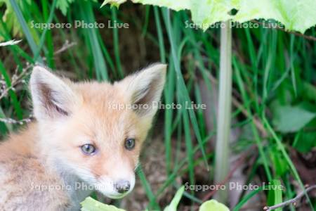 キタキツネ　子ぎつね