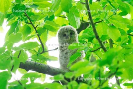 エゾフクロウの雛