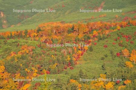 十勝岳温泉郷の紅葉