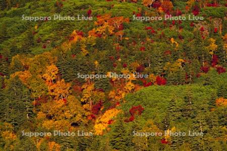 十勝岳温泉郷の紅葉