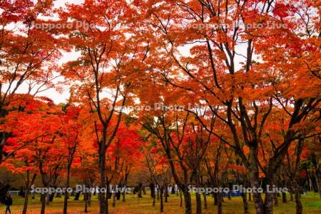 笹流ダム前庭広場の桜の紅葉
