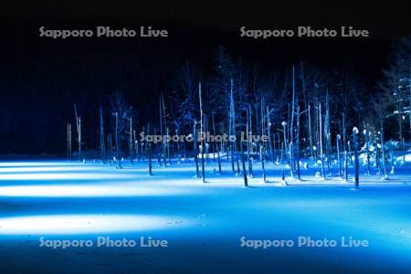 青い池　ライトアップ