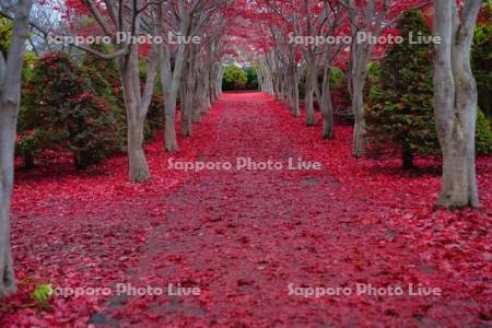平岡樹芸センター紅葉のトンネル