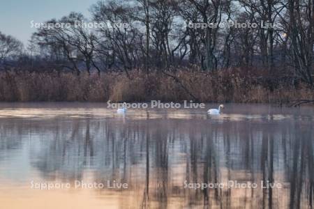 ウトナイ湖のハクチョウ