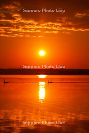 ウトナイ湖の日の出とハクチョウ