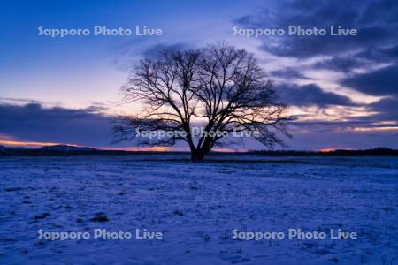 はるにれの木と朝焼け