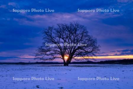 はるにれの木と日の出