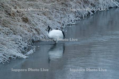 雪裡川のタンチョウ
