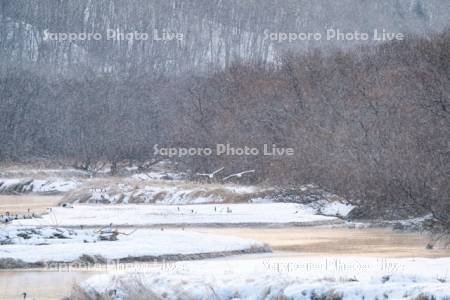 雪裡川のタンチョウ